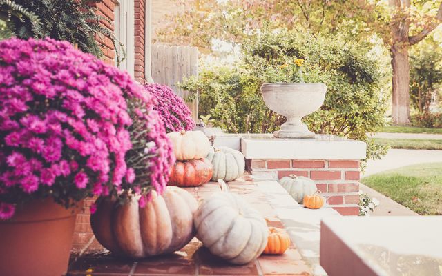 Pumpkins with autumn flowers