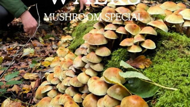 Foraging walk flyer from Ross Symonds, mushrooms on a mossy log