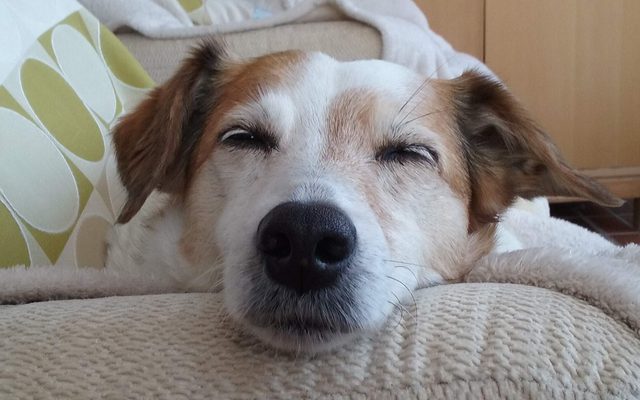 Terrier resting, from My Dog-Sussex