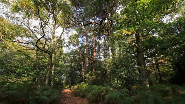 Woodland path on Ashdown Forest