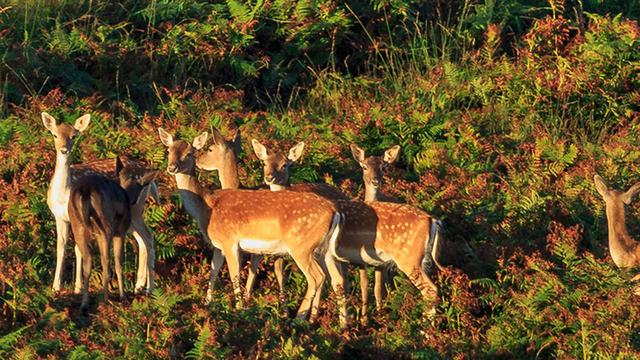 Deer on Ashdown Forest