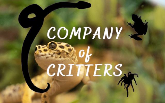 Leopard gecko, from Company of Critters