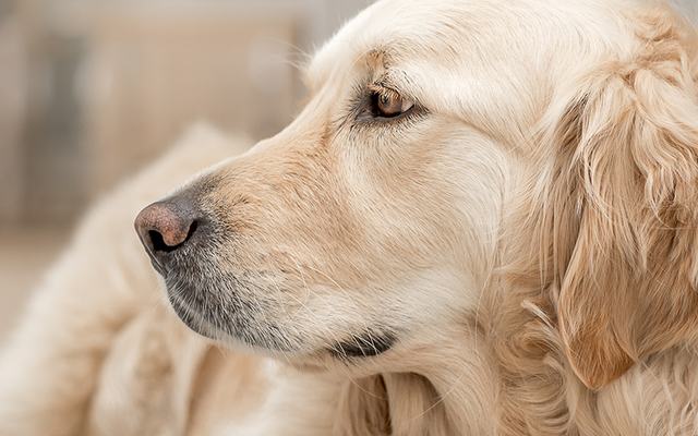 Golden retriever, from Home from Home Dog Boarding