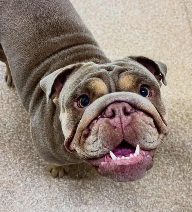 British bulldog after a groom at Scruff to Buff Dogs