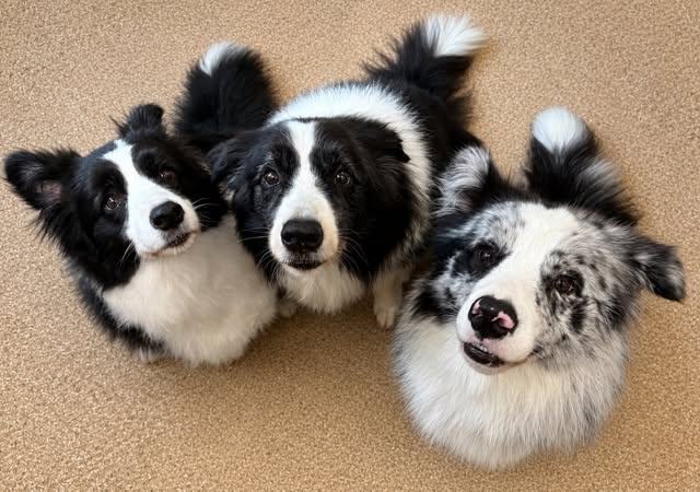 Three dogs after a groom at Scruff to Buff Dogs