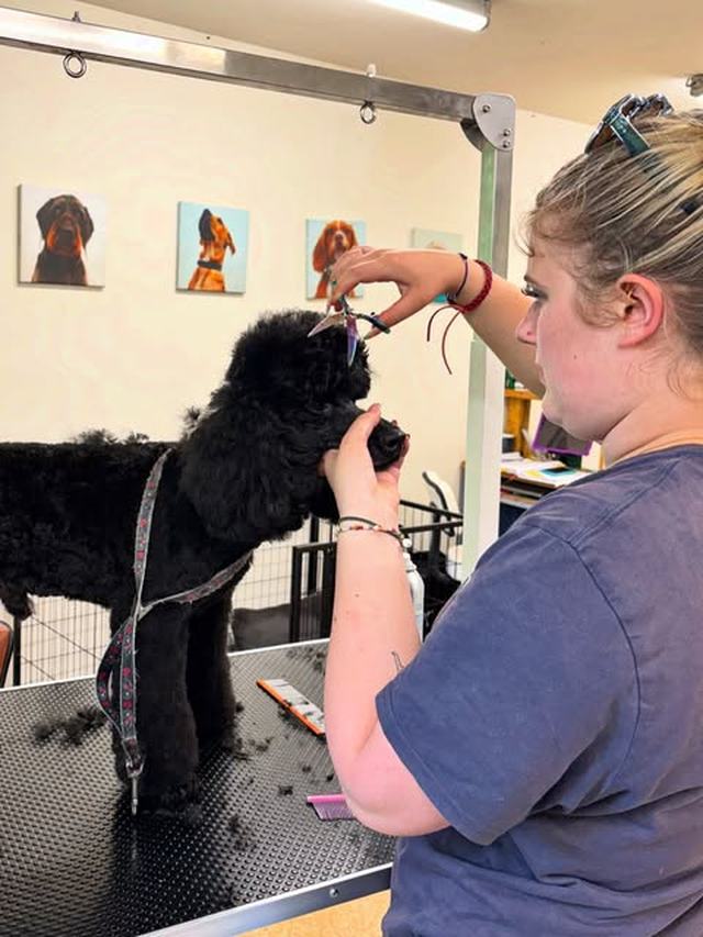 Becky Howe grooming a poodle at Scruff to Buff Dogs