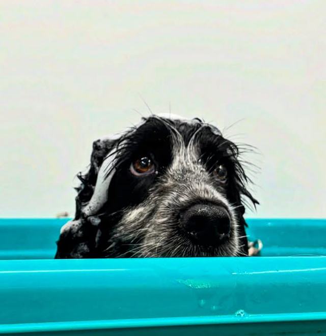 Spaniel in the bath at Scruff to Buff Dogs