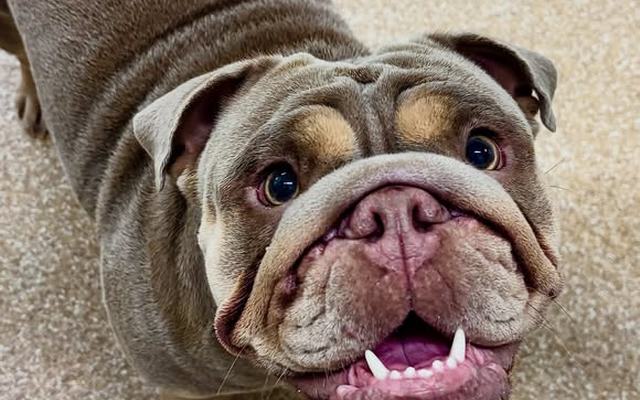 British bulldog after a groom at Scruff to Buff Dogs