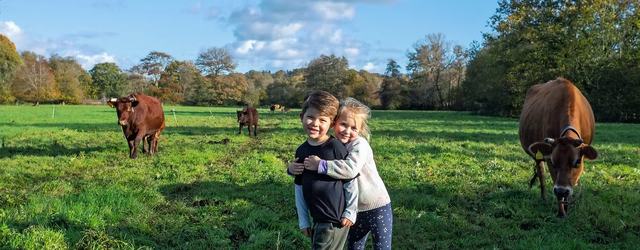 Cattle in the fields at Tablehurst Farm