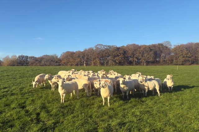 Sheep at Tablehurst Farm