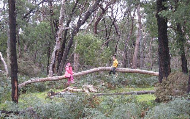 Two children sitting on a fallen tree in woodland